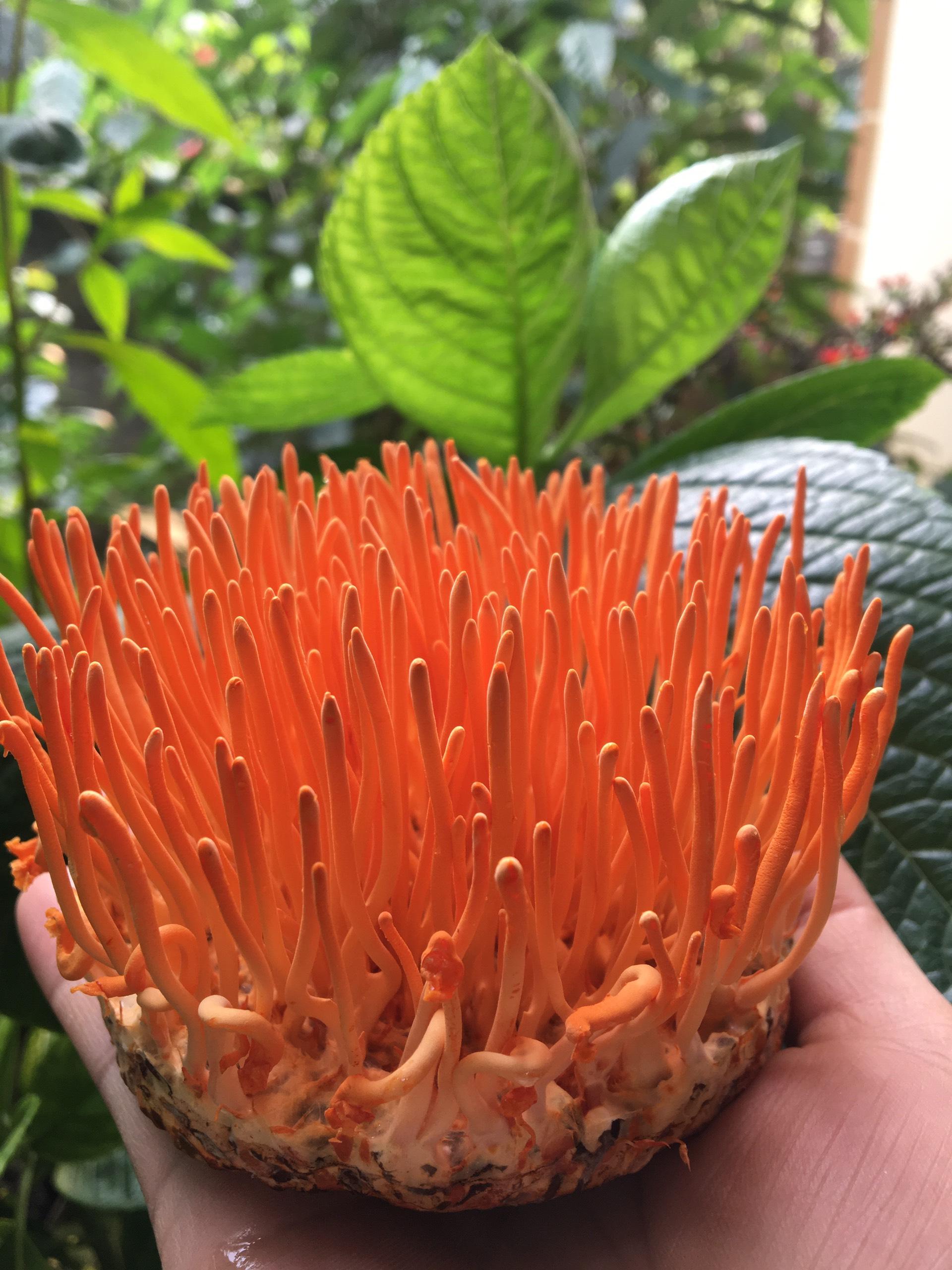 Quả Thể Đông Trùng Hạ Thảo tươi